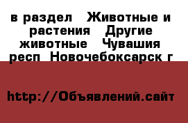  в раздел : Животные и растения » Другие животные . Чувашия респ.,Новочебоксарск г.